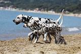 DALMATIEN 208